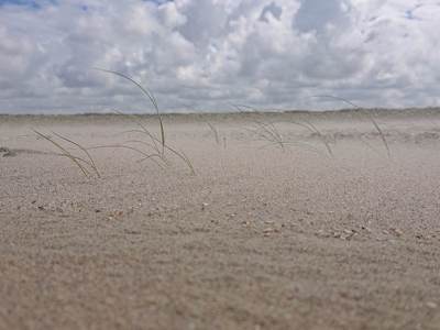 Young marram grass individuals on the beach, Texel. Photo: Carlijn Lammers