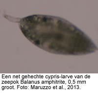 Een net gehechte cyprid-larve van de zeepok Balanus amphitrite, 0,5 mm groot. Foto: Maruzzo et al., 2013.