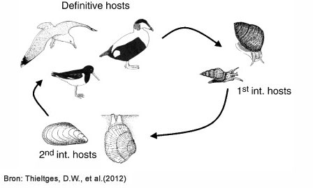 Levenscyclus van parasieten in de Waddenzee. Bron: Thieltges et al.