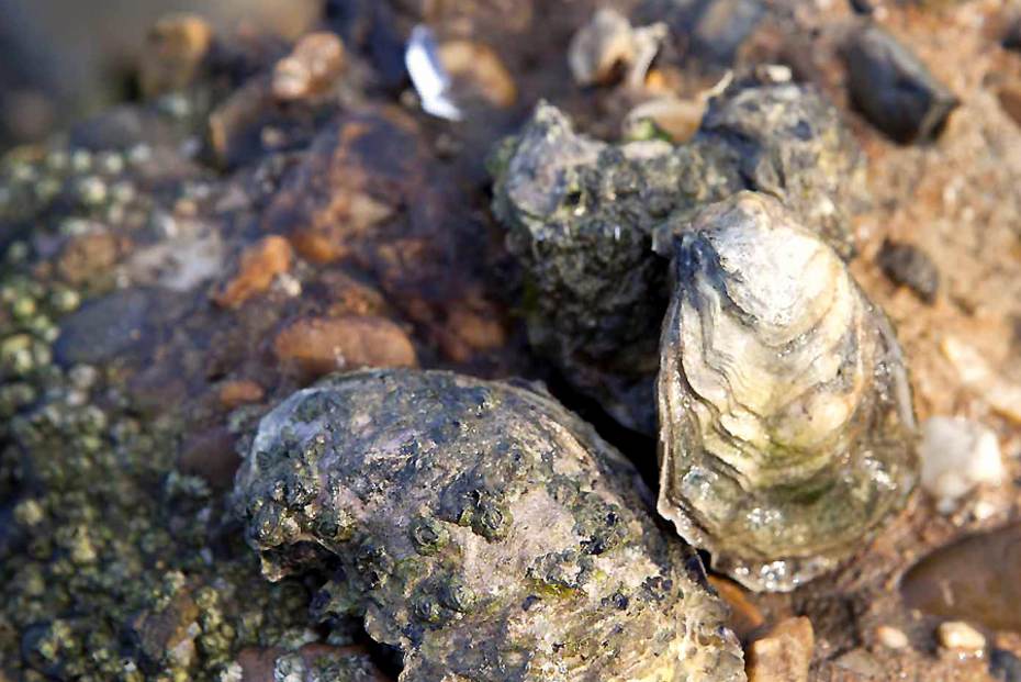 Oesters op harde ondergrond. Bron: www.ectiv.nl