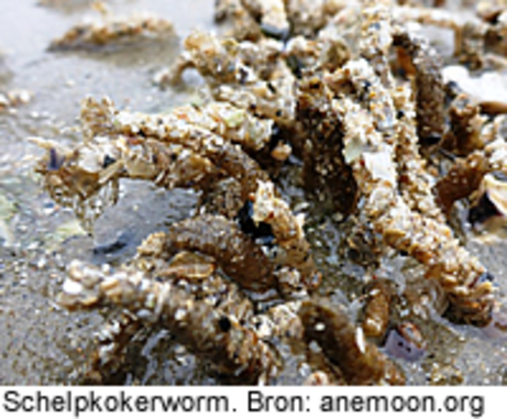 Schelpkokerwormen. Bron: anemoon.org