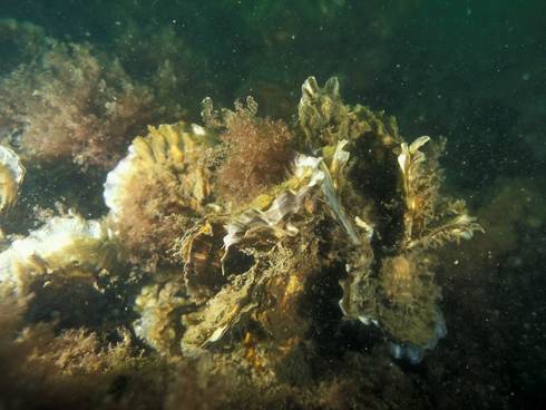 Japanse oester met aangroei op de schelp. Foto: Saxifraga-Eric Gibcus
