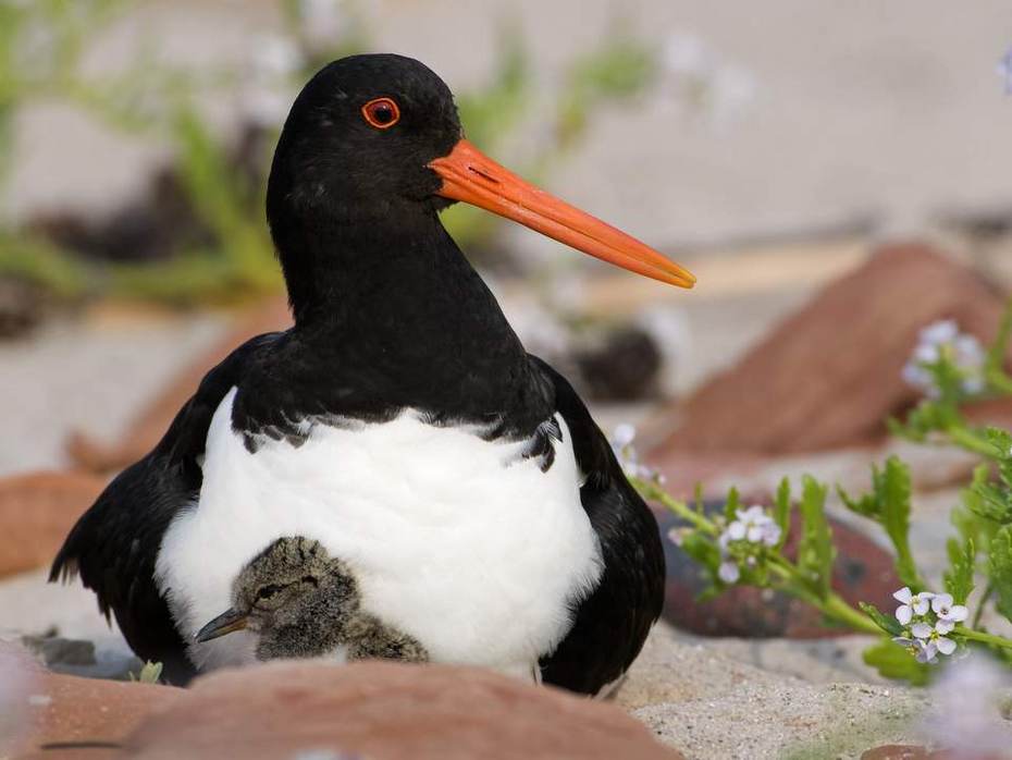 Scholekster met kuiken. Foto: Marcel van Kammen