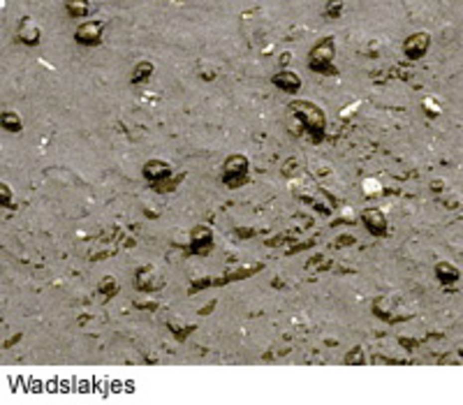Wadslakjes