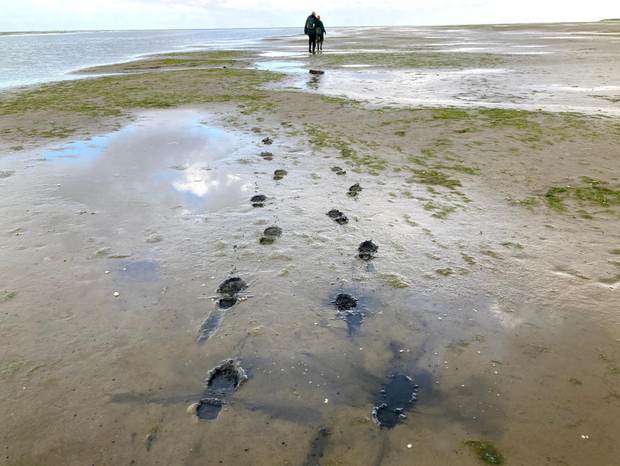 Onderzoekers op het wad