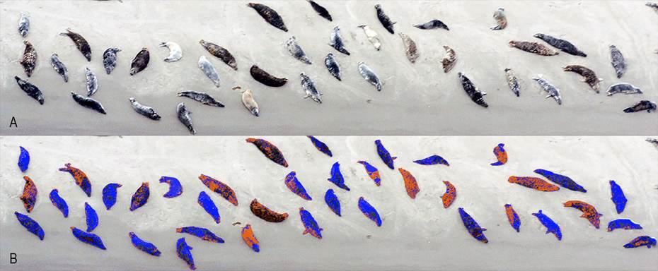 De rui van zeehonden in de Waddenzee gecategoriseerd vanaf luchtfoto’s