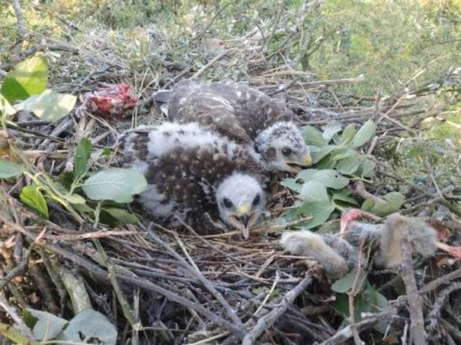 Buizerdjongen met prooiresten (foto: Johan krol)