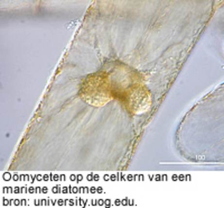 Oömyceten op de celkern van een mariene diatomee. bron: university.uog.edu.