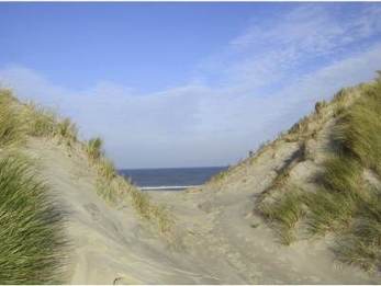 Kerf in een voorduin op Ameland. Foto: Riksen et al.