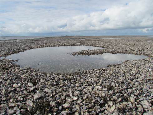Schelpdierbank met mosselen en oesters in de Westelijke Waddenzee