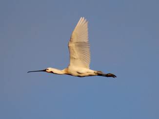 Overvliegende lepelaar