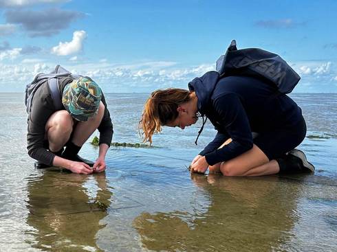 Researchers in the Wadden Sea. Foto: Laura Govers
