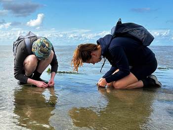 Researchers in the filed in the Wadden Sea. Photo: Laura Govers Researchers in the filed in the Wadden Sea. Photo: Laura Govers