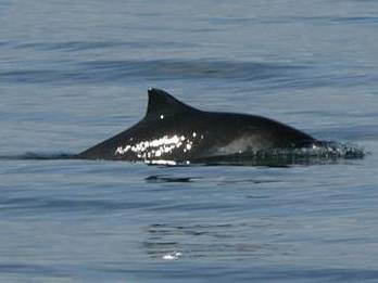 Bruinvis. Foto: Colin Speedie.