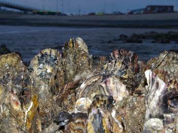 Japanse oester, Foto: Saxifraga-Foto Fitis-Sytske Dijksen