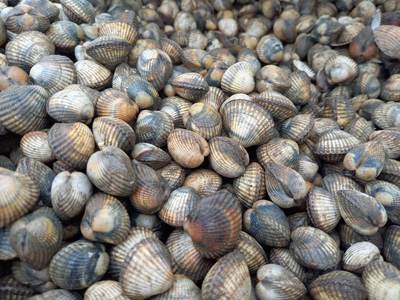 Kokkels verbouwen op Texel