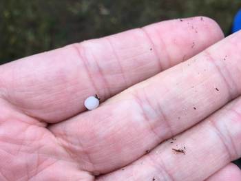 Kleine plastic bolletjes zijn na het verlies van de containers aangespoeld op de eilanden