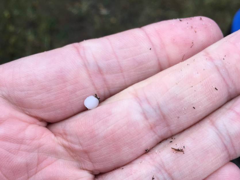 Kleine plastic bolletjes zijn na het verlies van de containers aangespoeld op de eilanden