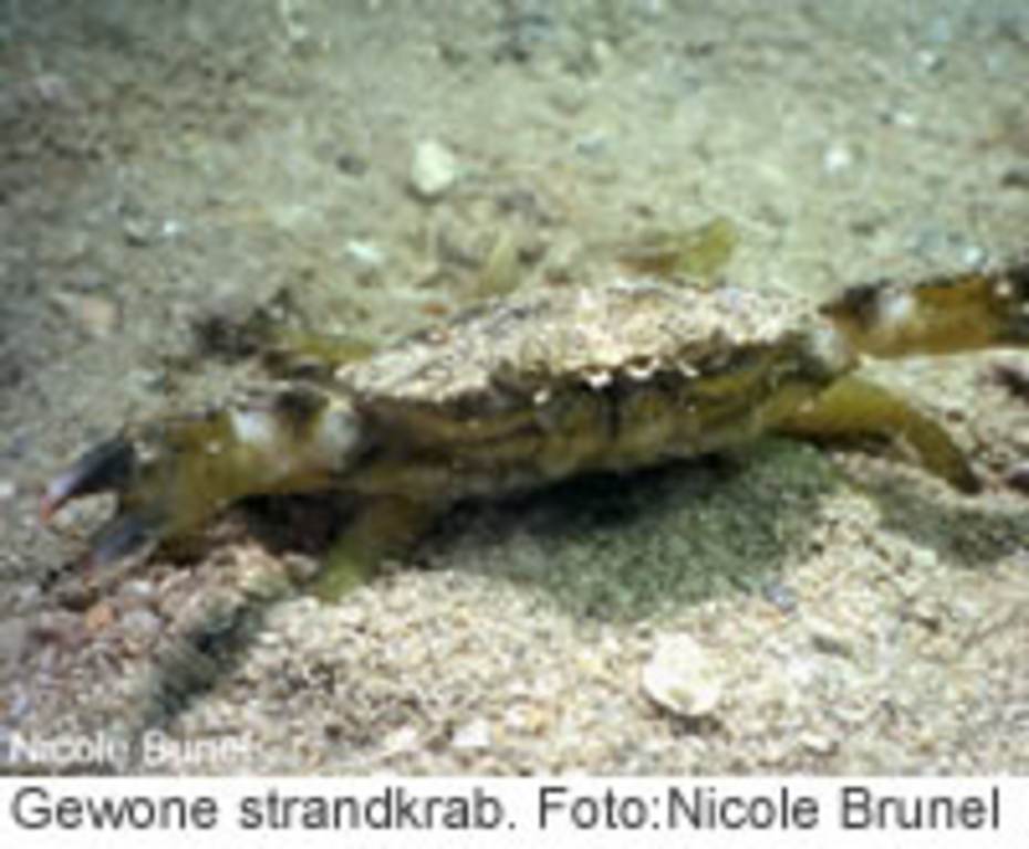 Gewone strandkrab. Foto: Nicole Brunel