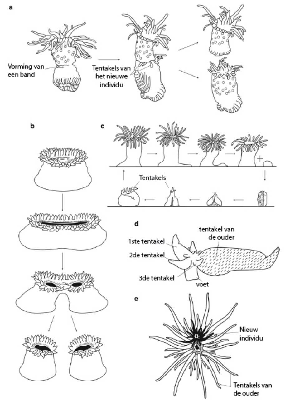Schematische afbeelding voortplantingsmethoden zeeanemonen. Bron: Bocharova (2016)
