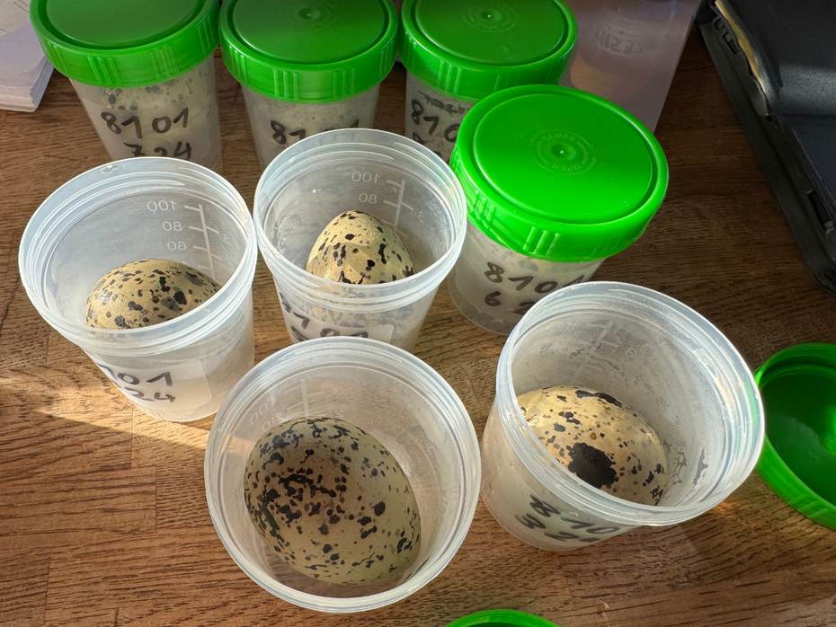 Verzamelde scholekstereieren voor het onderzoek. Foto: TS
