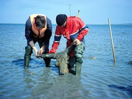 Bij de Hamburger Hallig werd een laatneolithische oerosschedel aangetroffen. Foto door Linda Hermannsen, Archeologische Staatsdienst van Sleeswijk-Holstein Bron: https://www.researchgate.net/figure/The-Late-Neolithic-aurochs-skull-at-Hamburger-Hallig-in-North-Frisia-during-the-course-of_fig15_340543999