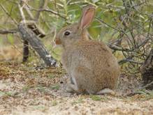 Konijnen zijn heel belangrijk voor het bevorderen van kleinschalige verstuiving. Foto: Remco Versluijs