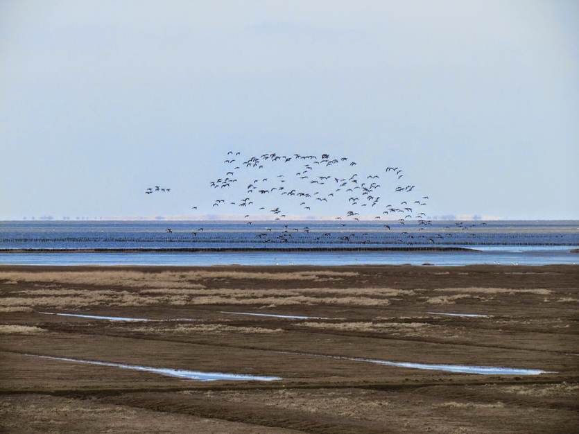 Kwelder nabij Kloosterburen. Foto: Waddenacademie
