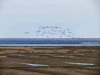 Kwelder nabij Kloosterburen. Foto: Waddenacademie