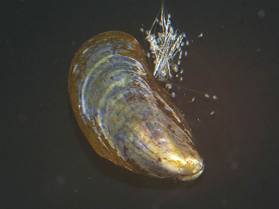 Zichtbare byssusdraden bij een mossel (mytilus edulis). Foto: Foto Fitis, Sytske Dijksen, via freenatureimages