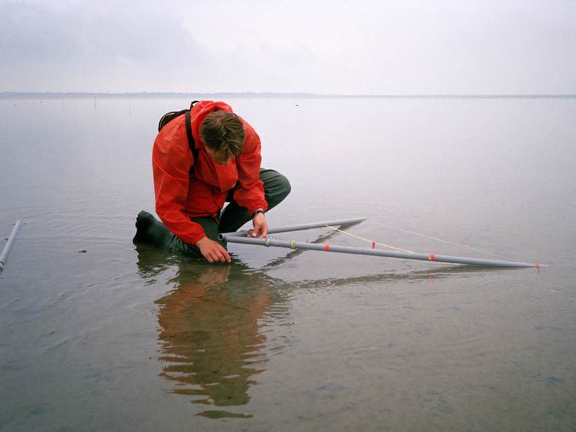 [Translate to english:] Onderzoeker aan het werk op het wad. Foto: Rob Jungcurt https://beeldbank.rws.nl.