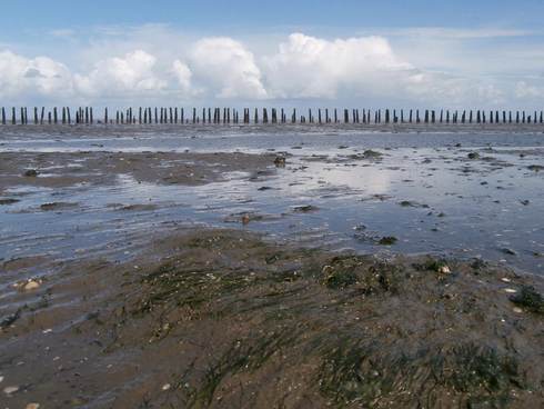 zeegras in de kwelderwerken aan de Groninger noordkust. Foto: Willem Duin