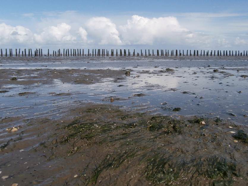 zeegras in de kwelderwerken aan de Groninger noordkust. Foto: Willem Duin