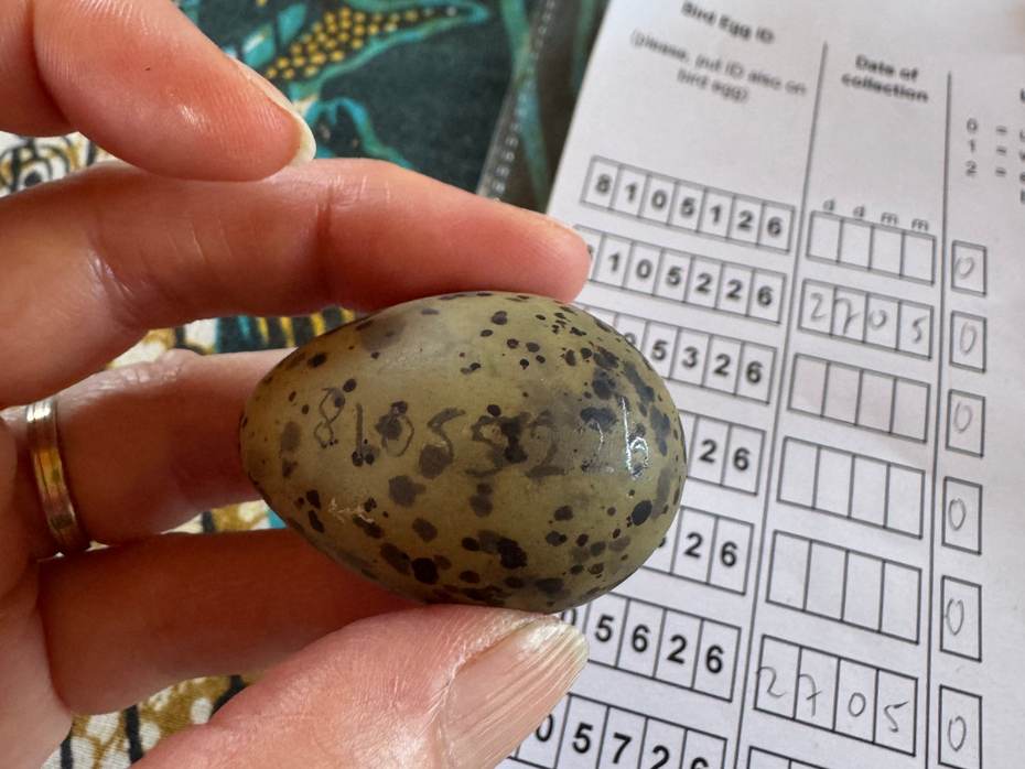 Ei van een visdief verzameld voor analyse. Foto: TS
