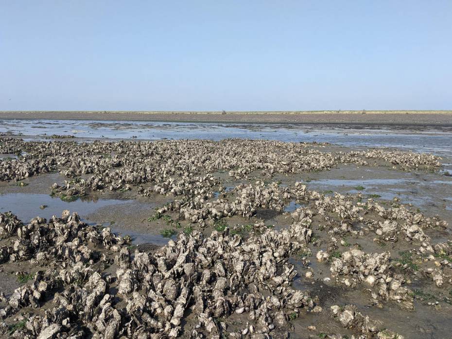 De Mokbaai bij Texel. Foto: Rosa Jolma