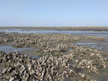 Mokbaai bij Texel. Foto: Rosa Jolma