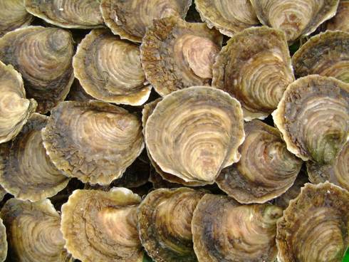 Platte oester. Bron: Wikimedia