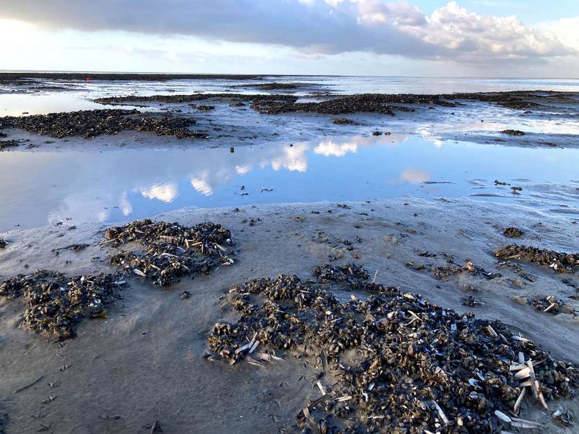 Mussel bed in de Wadden Sea. Foto: TS