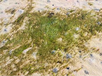 Cover rapport Update habitatkaart littoraal zeegras voor de Nederlandse Waddenzee