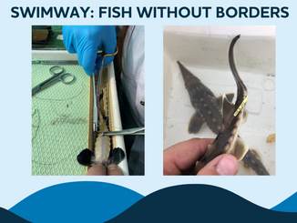 Webinar Swimway: Fish without borders