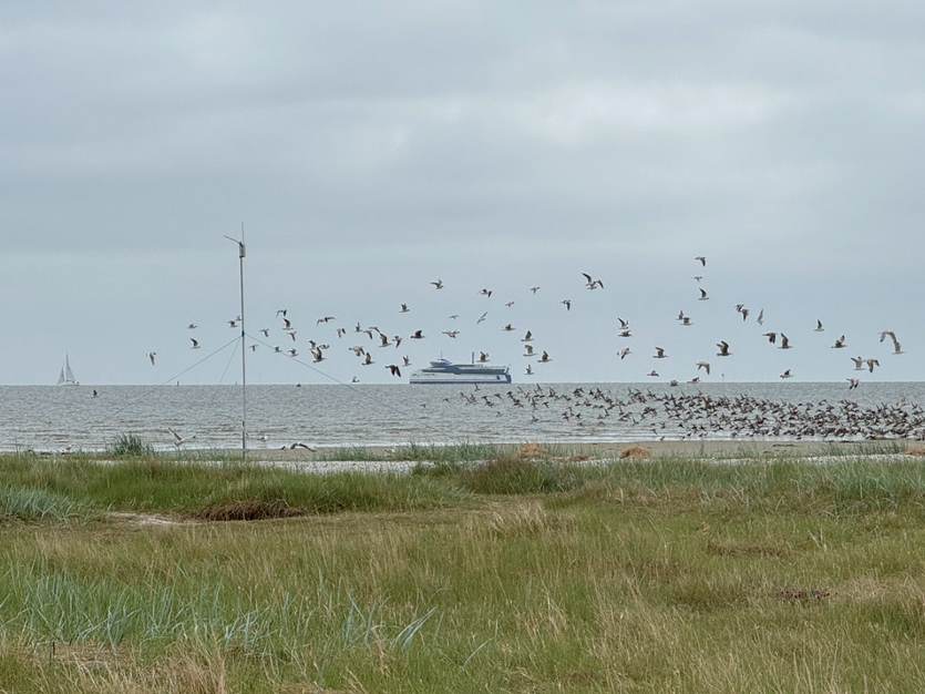De Waddenzee vanaf Griend, met vogels, veerboot en zeilboot op de achtergrond. Foto: TS