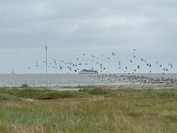 De Waddenzee vanaf Griend, met vogels, veerboot en zeilboot op de achtergrond. Foto: TS