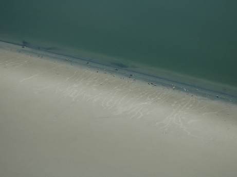 Luchtfoto van een groep gewone zeehonden met pups. Genomen door Salko de Wolf tijdens een onderzoeksvlucht boven de Waddenzee.