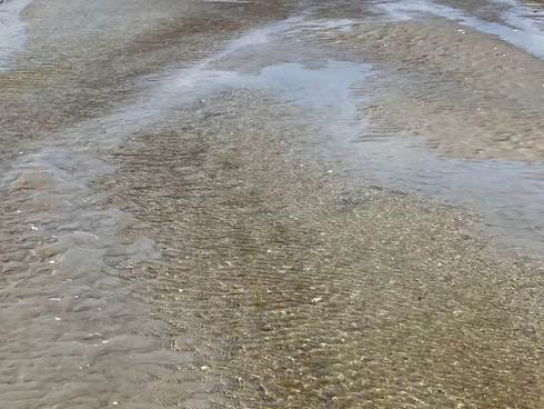 Ondiep water in geul in de Waddenzee. Foto: Thea Smit