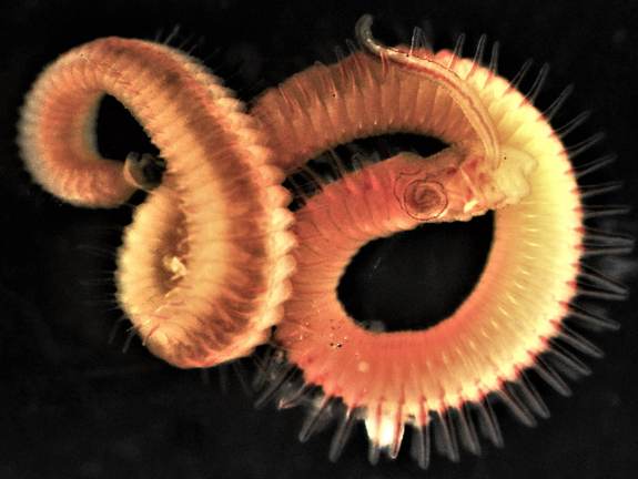 De nieuwe exotische worm polyadora websteri. Foto: Dagmar Lackschewitz