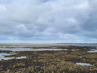 Een mossel-oesterrif onder Terschelling. Foto: Caterina Coral