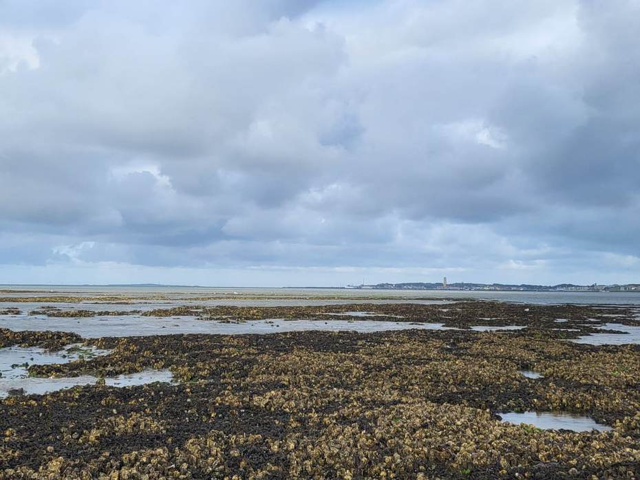 Een mossel-oesterrif onder Terschelling. Foto: Caterina Coral