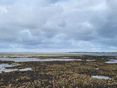 Een mossel-oesterrif onder Terschelling. Foto: Caterina Coral