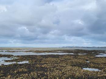 Een mossel-oesterrif onder Terschelling. Foto: Caterina Coral