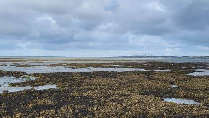 Mossel-oesterrif onder Terschelling. Foto: Caterina Coral